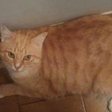 Photo de chat perdu à Ventabren