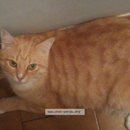 Photo 1/1 Rio Chat perdu à Ventabren