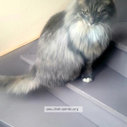 Photo 1/1 Obi Chat perdu à Villeneuve d ascq