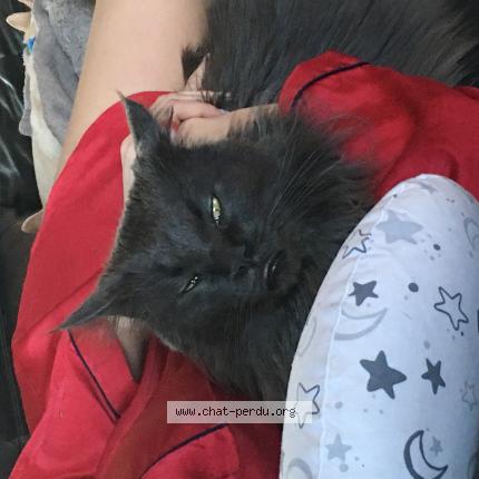 Photo 1/1 Simba Chat perdu à Gildwiller