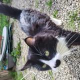 Photo de chat trouvé à Pedernec