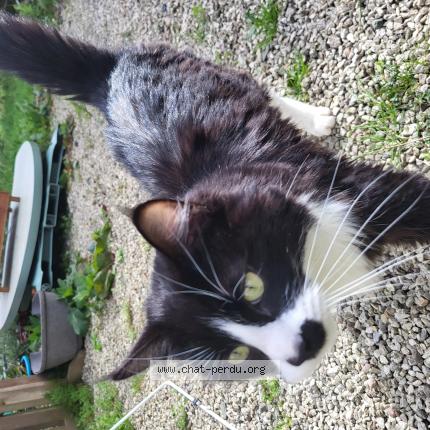 Photo 1/1 Chat trouvé Trouvé à Pedernec