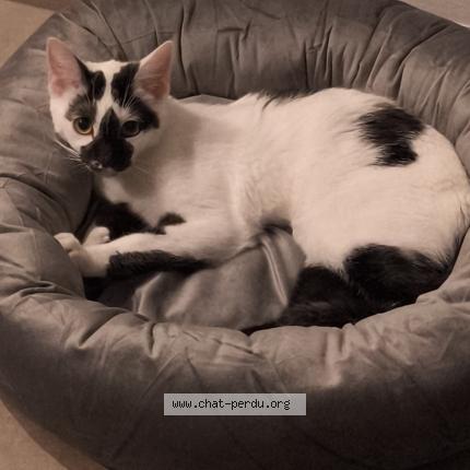 Photo 1/1 Chat retrouvé Perdu à Saverne