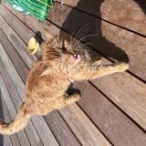 Photo de chat trouvé à Villaz