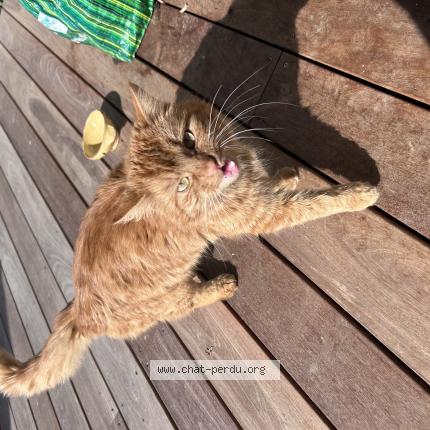 Photo 1/1 Chat trouvé Trouvé à Villaz