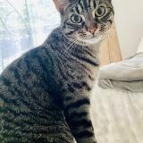 Photo de chat perdu à Lons