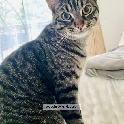 Photo 1/1 Twix Chat perdu à Lons