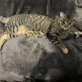 Photo de chat perdu à Perpignan