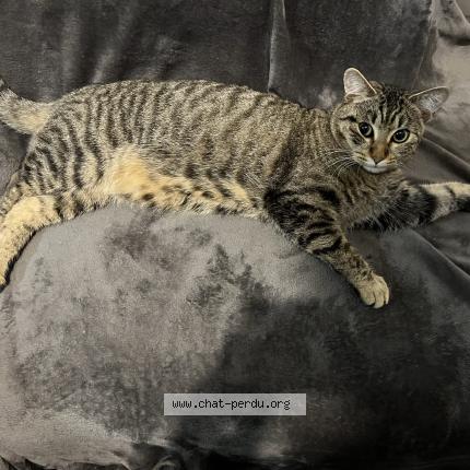 Photo 1/1 Ratus Chat perdu à Perpignan