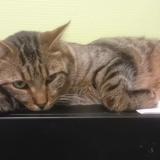 Photo de chat perdu à Charnay Les Macon