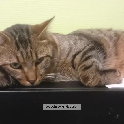 Photo 1/1 TOBY Chat perdu à Charnay les macon