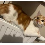 Photo de chat perdu à Balma