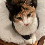 Photo de chat perdu à Clermont L Herault