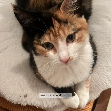 Photo 1/1 Diva Chat perdu à Clermont l herault