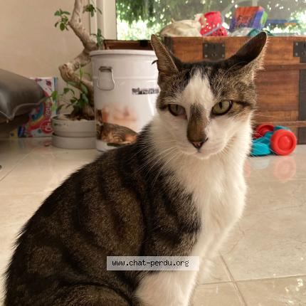 Photo 1/1 Chat retrouvé Perdu à Gardanne