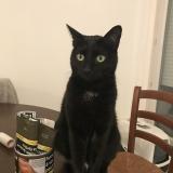 Photo de chat perdu à Aix Les Bains