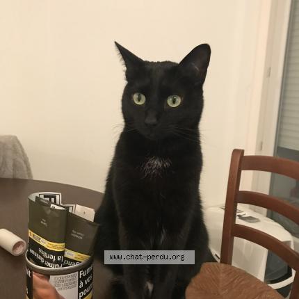 Photo 1/1 GUCCI Chat perdu à Aix les bains