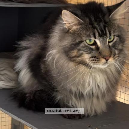 Photo 1/1 Ulrik Chat perdu à Laigne saint gervais en belin