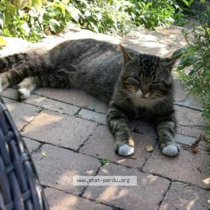 Photo 1/1 Chat retrouvé Perdu à Salouel