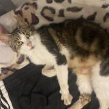 Photo de chat perdu à Arronville