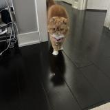 Photo de chat perdu à Aurora