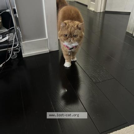 Photo 1/1 Maise Chat perdu à Aurora