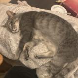 Photo de chat perdu à Amberieux En Dombes