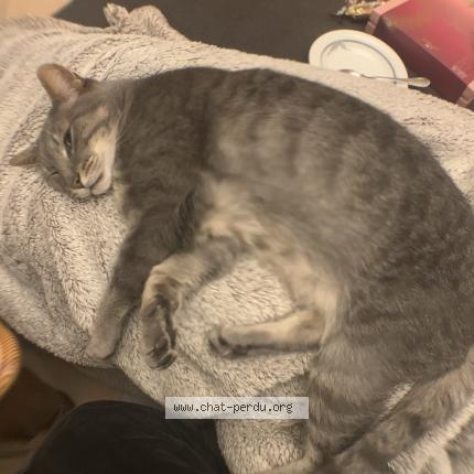 Photo 1/1 Chat retrouvé Perdu à Amberieux En Dombes