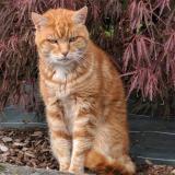 Photo de chat perdu à Cesson Sevigne