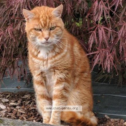 Photo 1/1 Fidji Chat perdu à Cesson sevigne