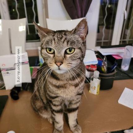 Photo 1/1 Chat trouvé Trouvé à Saint hilaire sous romilly