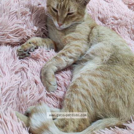 Photo 1/1 Chamoy Chat perdu à Guadalajara