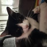 Photo de chat perdu à Le Cendre