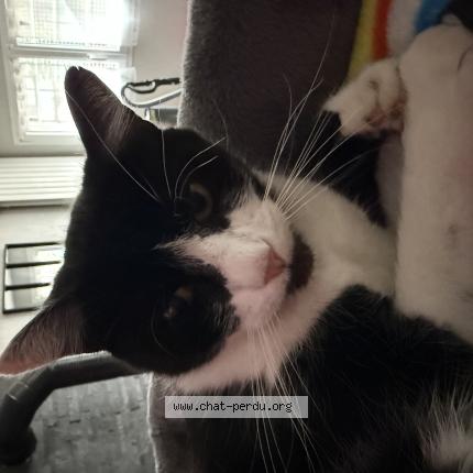 Photo 1/1 Pinceau Chat perdu à Le cendre