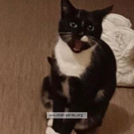 Photo de chat perdu à Pacy Sur Eure