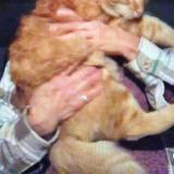 Photo de chat perdu à Tucson