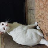 Photo de chat trouvé à Caba