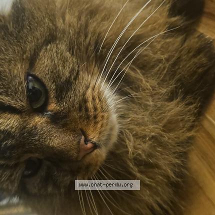 Photo 1/1 Socrate Chat perdu à Blain