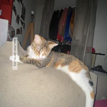 Photo de chat perdu à Bordeaux