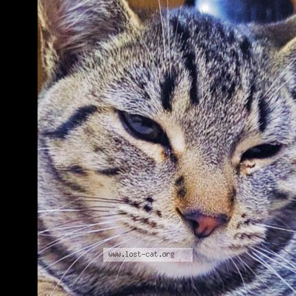 Photo 1/1 Tiny Tiger Woods Chat perdu à Lancaster