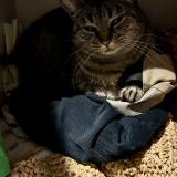 Photo de chat perdu à Saint Genis Laval