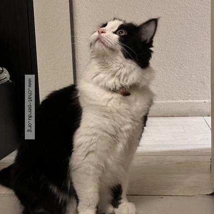 Photo 1/1 Chat retrouvé Perdu à Saint Raphael