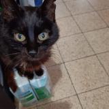 Photo de chat perdu à Seneffe