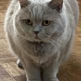 Photo de chat perdu à Clamart