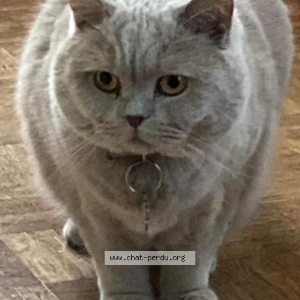 Photo 1/1 Poupy Chat perdu à Clamart