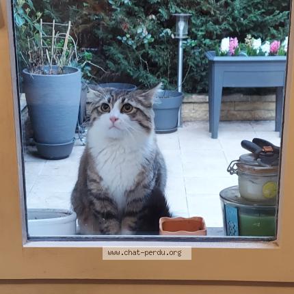 Photo 1/1 Chat trouvé Trouvé à Aulnay sous bois