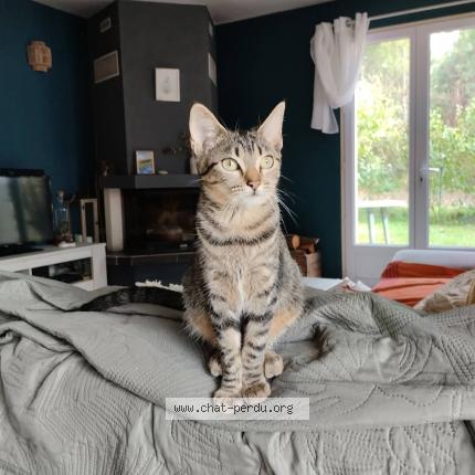 Photo 1/1 X&eacute;na Chat perdu à Mont de marsan