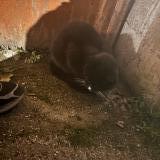 Photo de chat trouvé à Provins