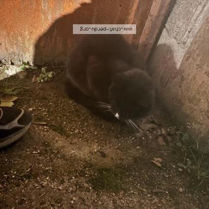 Photo 1/1 Chat trouvé Trouvé à Provins