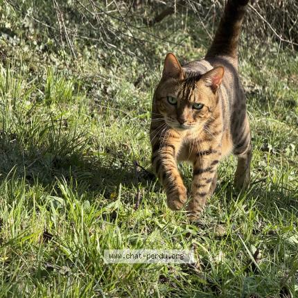 Photo 1/1 Chat retrouvé Perdu à Lezat Sur Leze